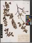Foto von Salix aurita L. x Salix lapponum L. x Salix myrtilloides L.